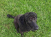 Miniature poodle