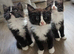 Magical Ragdoll kittens