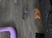 4 stunning kittens