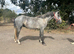 3 year old reg Connemara gelding