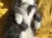 Stunning kittens