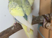 Male budgies