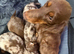 Longhair dachshunds available