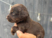 9 beautiful cockapoo puppies