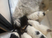 3 x cockapoo puppies available