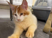 Maine coon kittens