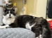 4 Beautiful Scottish Fold Kittens