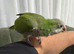 beautiful female Quaker For sale friendly