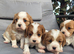 Beautiful cavalier last girl