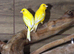 Yellow Canaries,18
