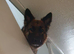 Loving 5-Year-Old Female German Shepherd Looking for Forever Home