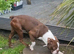 Red Boston Terrier Stud
