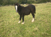 Fell x cob filly