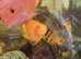king Kong Parrot fish , Albino tiger large Oscars Large Tiger oscar and Red Oscar