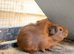 2 bonded female guinea pigs