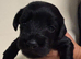 Beautiful Schnockapoo Puppies Seeking Loving