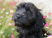 Ready now black female