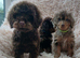 Cockapoo puppies PRA CLEAR