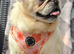 Adult male pug neutered
