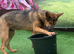 German shepherd
