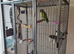 Derbyan parrot