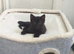 3 Perfectly Adorable Kittens Ready For Their Forever Homes