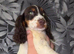 5 cocker spaniel puppies