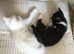Three white kitten and one black and white kitten in Dorking ready for re-homing