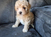 Gorgeous tiny maltipoo puppies