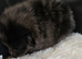 Pretty Pomeranians