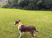 willow 4yr old bull terrier