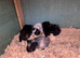 Baby guinea pigs
