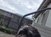 Cockapoo for sale