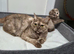 Scottish fold female