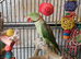 Alexandrine ring neck 2 year old boy