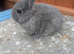 Solid blue  netherland dwarfs Baby boys