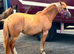 Rosie Welsh section B x criollo mare