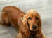 Cocker Spaniel girl no KC