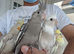 Super silly hand tamed baby cockatiels