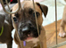 ONLY 3 LEFT!!! Cane corso x American bulldog