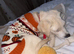 Labradoodle puppy
