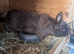 Netherlands dwarf  females