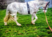 Show cob light weight hunter