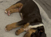 Miniature English bull terrier