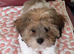 5 month old puppy for sale
