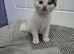Kittens for new home