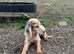 Show cocker spaniel