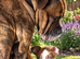 German shepherd cane corso