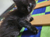 Kittens ready August 20th