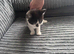 Ready now beautiful female kittens 8 weeks old